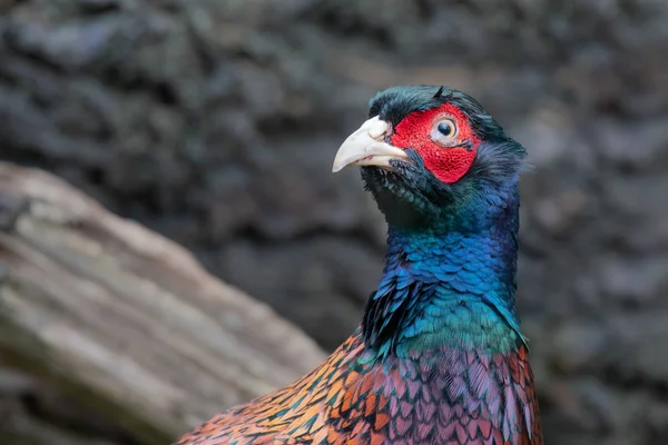 Zblízka Sokola Posazený Vrcholu Post Napůl Snědený Červené Legged Partridge — Stock fotografie