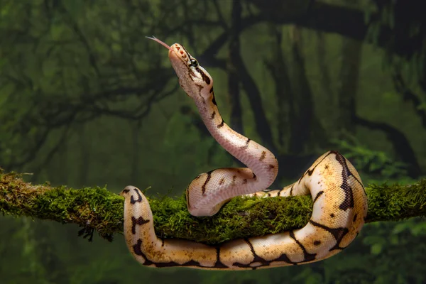 Close Baby Bumble Bee Royal Python Coiled Tree Branch Its — Stock Photo, Image