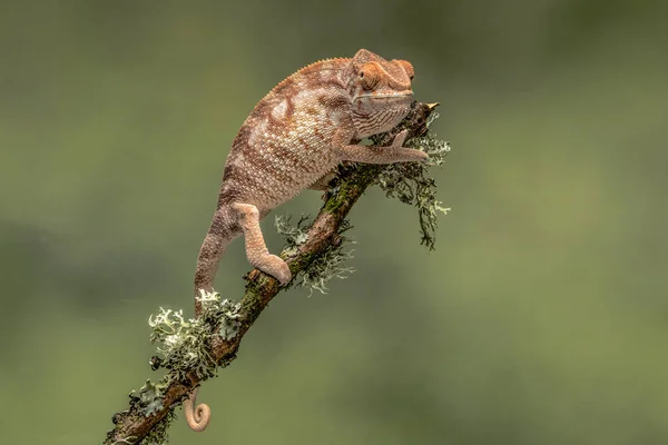 Zblízka Portrétní Chameleon Větvi Jedno Oko Při Pohledu Vpřed Před — Stock fotografie