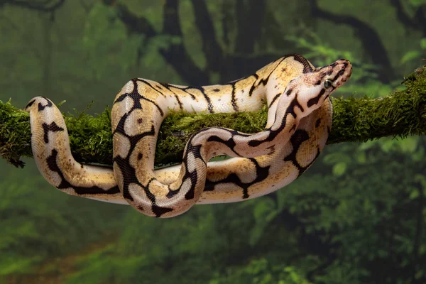 Close Bumble Bee Royal Python Coiled Lichen Covered Branch — Stock Photo, Image