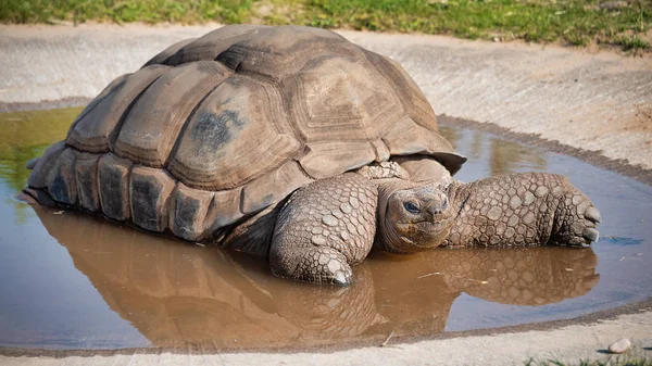 Giant Tortoise Taking Bath Very Shallow Pool Reflection Water Close — Stock Photo, Image