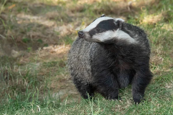 Ritratto Ravvicinato Tasso Che Cammina Verso Telecamera Animale Rivolto Testa — Foto Stock