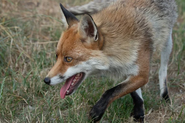 Very close portrait of the face of an alert looking fox as it is on the prowl. It is coming in the frame from right to left