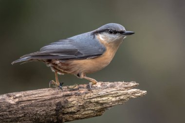 Şu biraz açık başını ile karşı karşıya kalın bir dalı üzerine kuş kadar yakın bir sıvacı kuşu