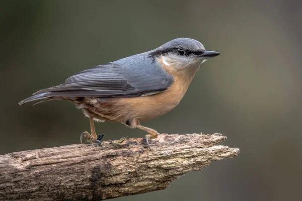 Şu biraz açık başını ile karşı karşıya kalın bir dalı üzerine kuş kadar yakın bir sıvacı kuşu