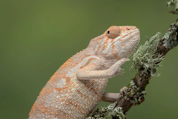 Poloviční Délka Portrét Chameleon Lezení Větve Plain Zeleným Pozadím — Stock fotografie