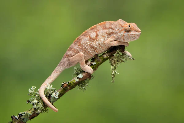 Celé Délce Portrét Chameleon Lezení Větve Plain Zeleným Pozadím Jeho — Stock fotografie