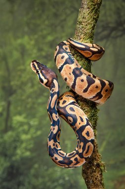 Genç bir kraliyet python bir ağaç gövdesi kafasını yukarı bakacak şekilde sarılmış.
