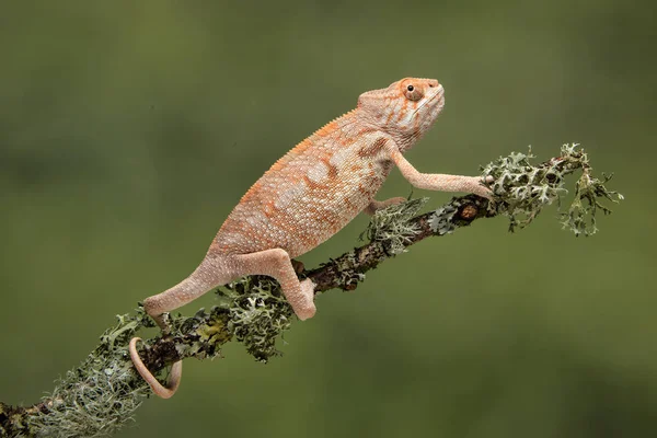 Chameleon Vyšplhání Lišejník Větve Pokryté Ocas Omotala Kolem Proti Bolesti — Stock fotografie