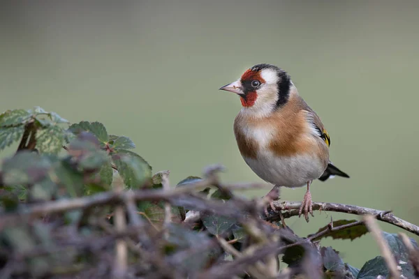 Ein Stieglitz Der Auf Einer Hecke Thront Ist Ein Profil — Stockfoto