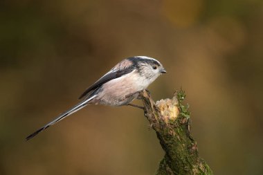 Bir uzun kuyruklu baştankara bayağı uzunkuyruk profil portresi bir ağaç dik bir kolu üzerinde tünemiş