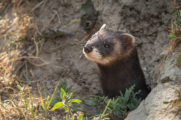 Eine Nahaufnahme Des Kopfes Eines Iltis Wie Aus Ihm Hervortritt — Stockfoto