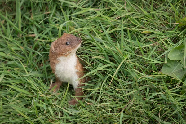 Stoat Emerge Esconder Grama Sua Cabeça Pernas Dianteiras Estão Vista — Fotografia de Stock