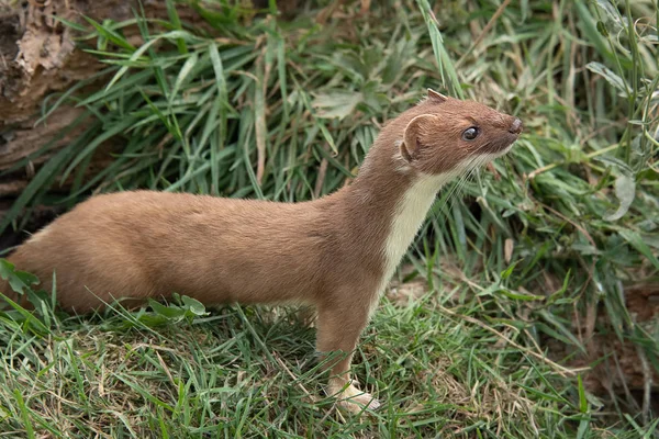 Vista Lateral Retrato Longitud Completa Armiño Mejillón Stoat Emergiendo Banco —  Fotos de Stock