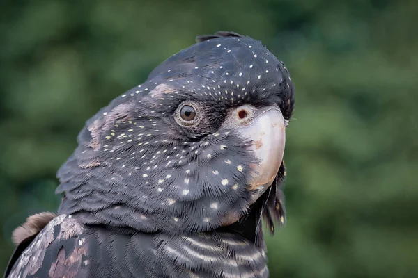 Retrato Muito Próximo Uma Cacatua Preta Cauda Vermelha Ele Está — Fotografia de Stock