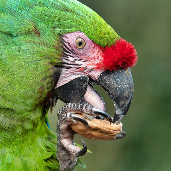 Retrato Perfil Uma Arara Militar Comer Uma Noz Mostrando Claramente — Fotografia de Stock