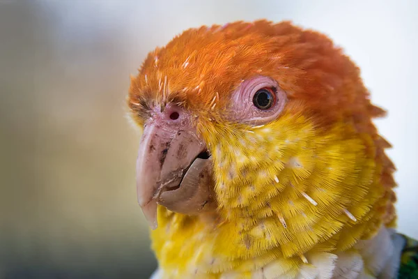 Retrato Cabeça Perto Caique Barriga Branca Leucogaster Pionites Contra Fundo — Fotografia de Stock