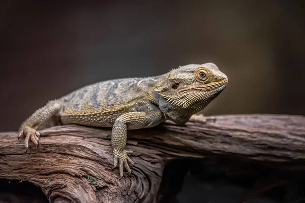 Výstrahu Vousatý Drak Celé Délce Jako Spočívá Starý Dřevěný Tmavém — Stock fotografie