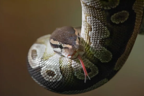 Close Portrait Young Python Head Forked Tongue Out — Stock Photo, Image