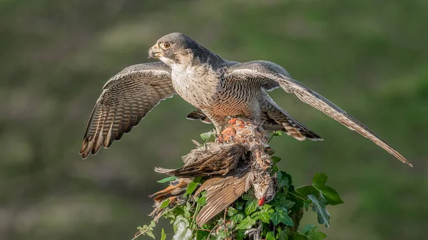 Samica Chaffinch Coelebs Fringilla Patrząc Prawo Jest Uchwycie Lub Widelec — Zdjęcie stockowe