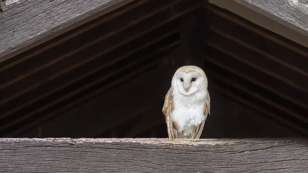 Schleiereule Tyto Alba Thront Auf Einem Alten Holzbalken Einem Wirtschaftsgebäude — Stockfoto