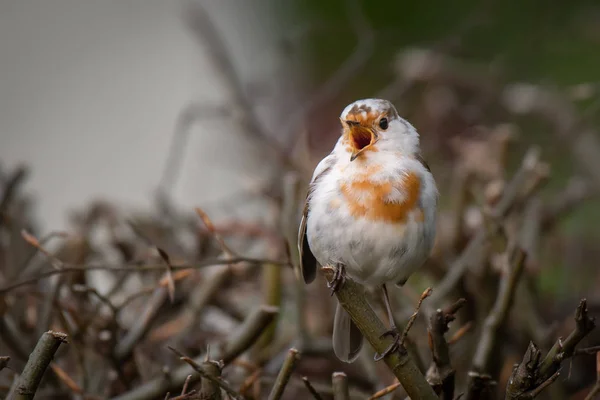 Très Rare Merle Leucistique Blanc Perché Sur Sommet Une Haie — Photo