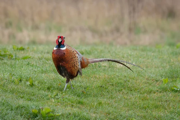 Faisan Coq Mâle Avec Longues Plumes Queue Tient Sur Prairie — Photo