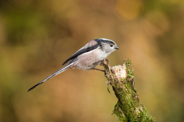 Eski bir ağaç kütüğünün üstüne tünemiş uzun kuyruklu bir baştankaranın yan görünüm profili portresi