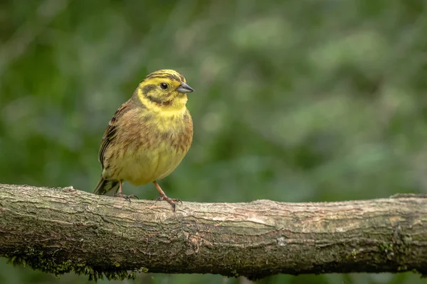 Retrato Perto Yellowhammer Emberiza Citrinella Empoleirado Velho Tronco Caído Com — Fotografia de Stock