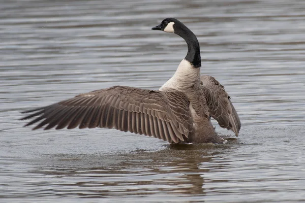 Nära Bild Canada Goose Som Sprider Sina Vingar Vattnet — Stockfoto