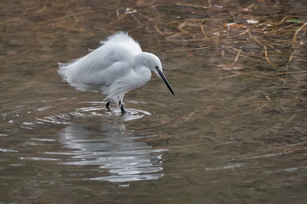 Little Egret Stealthly Fishing Lake Looking Water Its Reflection — Stock Photo, Image