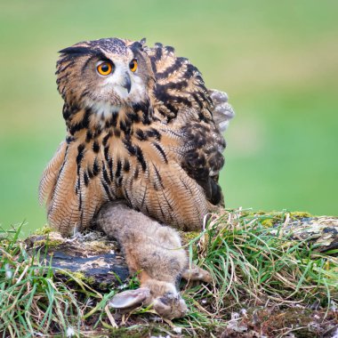 Kabarık tüylü bir kartal baykuşu, tavşan avını korur ve sağa bakarak tetikte dir.