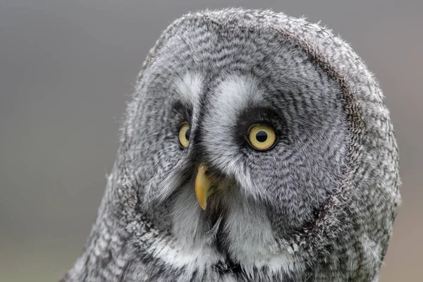 Retrato Muy Cercano Gran Búho Gris Que Muestra Solo Cara — Foto de Stock