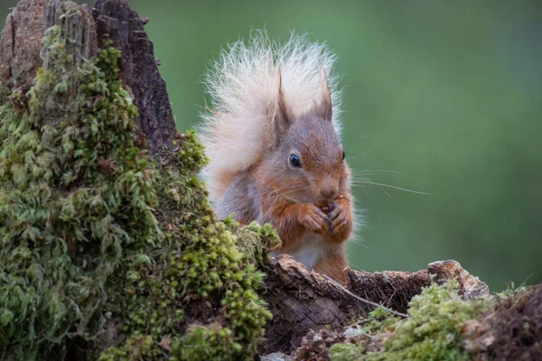Front Portrait Image Red Squirrel Bushy Tail Sitting Old Lichen — Stock Photo, Image