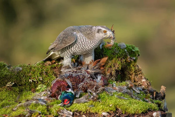 Bardzo Blisko Fotografia Kobieta Jastrząb Accipiter Gentilis Żywiące Się Bażant — Zdjęcie stockowe