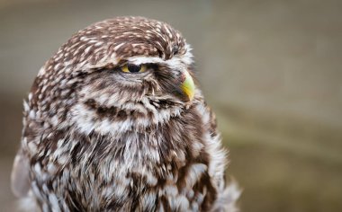 Biraz sağa bakarak küçük bir baykuş çok yakın yarım uzunlukta portre
