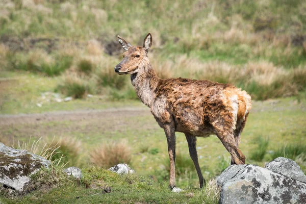 A full portrait of a red deer in moult  standing on grass land. The deer is facing to the left into copy space