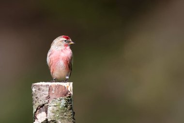 A Lesser Redpoll, Carduelis kabare, açık kopya alanı içine sağa bakarak bir gümüş huş ağacının üstünde tünemiş