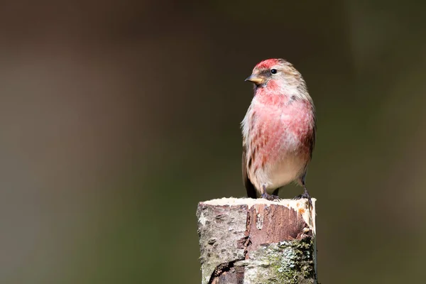 Ein Kleiner Rotkehlchen Carduelis Cabaret Thront Auf Einem Silbernen Birkenstumpf — Stockfoto