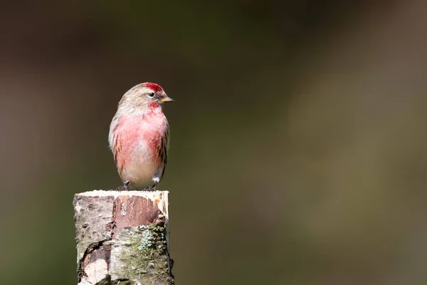 Lesser Redpoll Carduelis Cabaret Perched Top Silver Birch Tree Stump — Stock Photo, Image