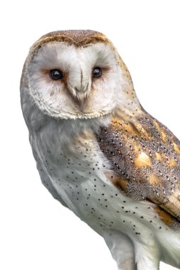 Beyaz üzerinde izole, üç çeyrek uzunluğunda bir ahır baykuş, Tyto Alba, tünemiş ve ileri hafifçe sağa bakarak portre yakın