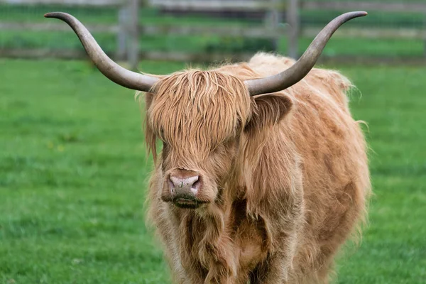 Zbliżenie Portret Pojedynczej Długiej Horned Bydła Krowy Stoi Łące Patrząc — Zdjęcie stockowe