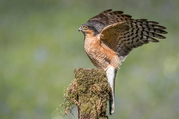 Pardal Macho Pousa Poste Coberto Líquen Com Suas Asas Ainda — Fotografia de Stock