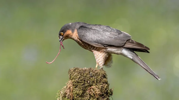 A male sparrowhawk perched on the top of an old tree trunk feeding and the  intestines of the prey is in its beak