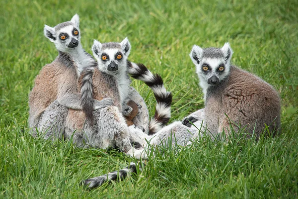 A family group of ring tailed lemurs complete with a very young one The three adults are all facing forward it large orange eyes wide open