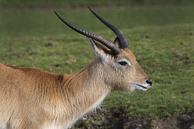 Sadece Zambiya'nın Kafue Flats bölgesinde bulunan Kafue Flats lechwe, Kobus leche kafuensis'in yakın profili