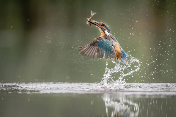 Bir erkek Kingfisher uçuş bir havuz yüzeyinde başarılı bir dalış ve su sıçrama sonra gagasında bir Minnow balık ile sudan çıkan yakalandı