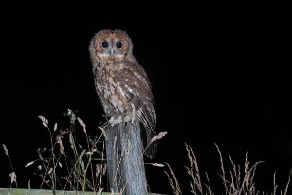 Taken at night, a wild tawny owl is perched on an old fence post staring forward