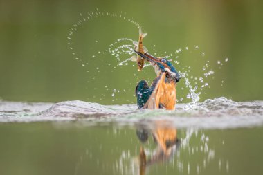 Bir erkek kingfisher Alcedo atthis gagası ve su etrafında sıçrayan bir minnow ile suyun yarısı dışında. Kuş suya yansır.