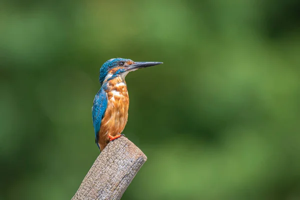 A profile portrait of a male kingfisher Alcedo atthis is perched on a post looking to the right into copy space